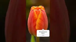 Guess The Flower । Bloom Video । Blossom #bloom #blossom #flowers #quiz