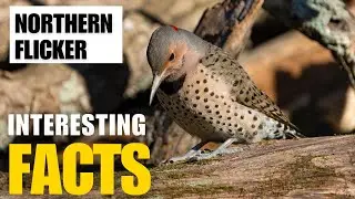 Exploring the Fascinating World of   Northern Flicker | Interesting Facts | The Beast World