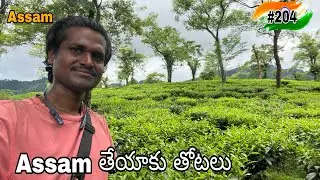 Assam tea estate in telugu | Assam tea garden | travel 2023 | adula praveen