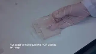1.Introduction to DNA barcoding procedures