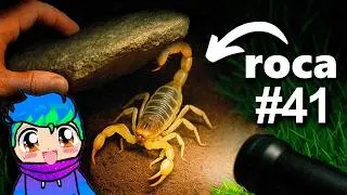 Volteé 100 rocas de Noche, Esto Fue lo Que Encontré 🦂😱/ Carlos Infinito REACCIONA TerraVerde