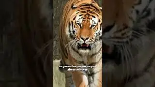 los animales mas salvajes  #vidasalvaje #animales #documentalanimal #animals