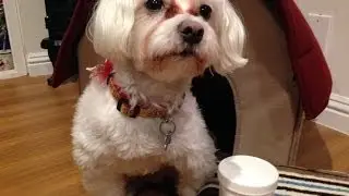 Dog Product Review : Petco Grooming Eye Wipes