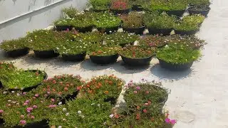 30 colours RS 300🌹 for order whatsapp No 9025399073🌹#tablerose #portulaca #cindrella #onlinesale 