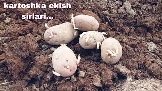 Kartoshka ekish sirlari #kartoshka #rek