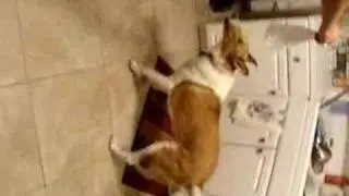 Zoe The Collie
