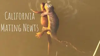 California Mating Newts!! A Real Bay Area Treat!!