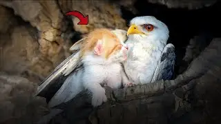 Rescuer Finds Mama Cat And Tiny Kittens Living In Falcon House