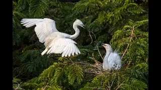 Nesting Of Egrets 2/6