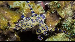 Diving Ticao Island 2023 (GoPro11, 5.3K)