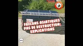 Frelons asiatiques : nid primaire, secondaire et nids satellites
