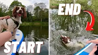 Dog Tries SUP for the FIRST Time! (She Fell in) How to Stand Up Paddle Board With Your Dog