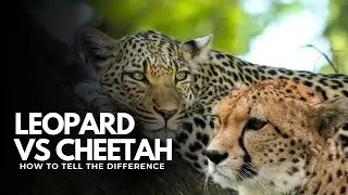 Leopard vs Cheetah: Don&rsquo;t Confuse These Two Big Cats Again