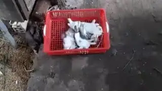 Góc khuất của việc nuôi thỏ 