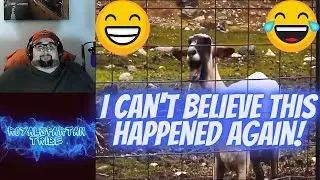THE MOST HYSTERICAL SCREAMING AND FAINTING GOATS! - Reaction / Floofz Inc