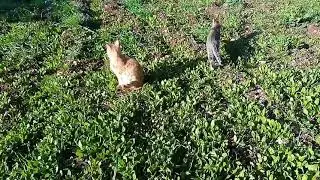 DailyMeow || Two Cats Playing Together 😸