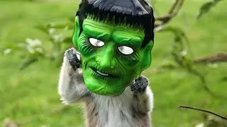 Lemur&rsquo;s Play With Halloween Masks