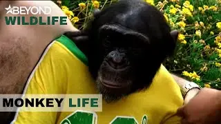 S4E18 | Alison Is On Another Rescue Mission | Monkey Life | Beyond Wildlife