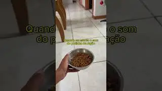 Meu som preferido titias 😅 #pinscher #minipinscher #pinscher0 #pets #pinscherzero #pinschermicro