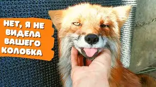 Flame red fox making funny faces while being petted