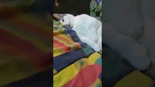 Munchkin Viper!😸Mr Grieves the little Munchkin Cat🐈 Like & Subscribe for more 😻 #cute #munchkin #cat