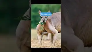 Disturbing Facts About Animals You&rsquo;ll Wish You Never Knew #shorts #disturbing