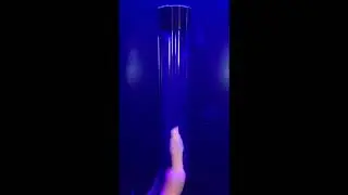 Urechis caupo in tube