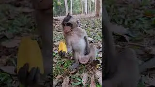 Cute small baby monkey SHILOH, SHILOH so adorable #shorts