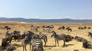 Daily Habits of Animals｜动物的日常习惯｜動物たちの日々の習性｜ 2026-01-24 14:39:21