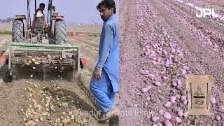 Rustam Tissue Culture Potato Seed is the Best