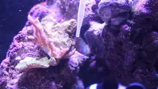 Feeding Red birds nest coral