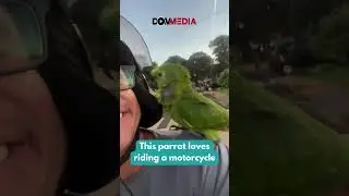 This parrot loves riding a motorcycle! 🦜🏍️🤣