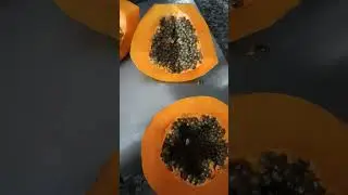 Country Papaya#viralshort #trendingshorts#papaya#papayatree#pappayavlogs#papayabenefits#papayaplant