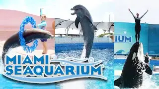 Miami Seaquarium | Miami&rsquo;s Best Aquarium 2022 |