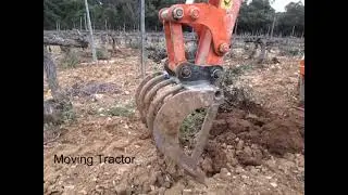 Removing a Second Oak Shrub