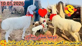 Hubsurat Ghabaan Dumbia Shooq Walay Male Or Female😍l Dumba Market Peshawar Latest Update 10 01 2026