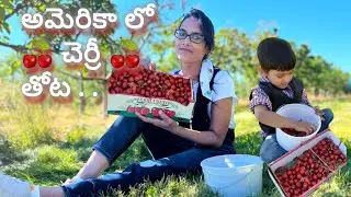 చెర్రీ తోట కి వెళ్దాం రండి #teluguvlogs cherry picking video in telugu #fruitfarms #farming #usa