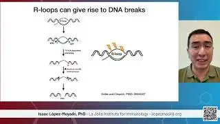 The Double-Edged Role of R-loops in Myelodysplastic Syndromes