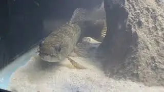 New Predator fish - Australis wolf fish