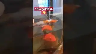 fish CPR.they aren't Actually Dead😭😱 #shorts