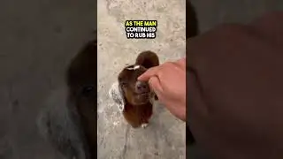 This Baby Goat will not be happy when pet ❤️