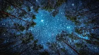 A Quiet Star Above the Forest Canopy🌙