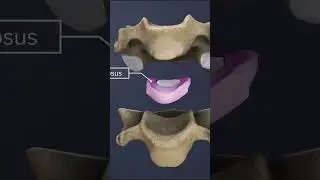 The Cervical Intervertebral Discs