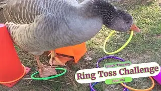 Goose Playtime Chaos - Come Play With Us!  (5 Minutes To Amuse, Relax & Unwind)