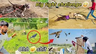 Baaz ne Pakd liya kabutar 🥺 || Heavy Pitbull Vs Jack pitbull dog Fight 😮