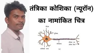 न्यूरॉन का नामांकित चित्र | neuron ka diagram | neuron ka structure | tantrika tantra ka Chitra