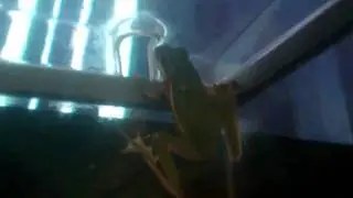 frog watching TV!!!!!