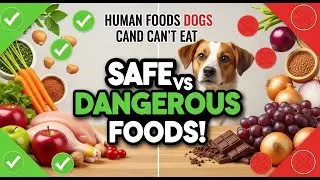 Human Foods Dogs Can and Can&rsquo;t Eat: Safe & Dangerous Foods for Your Dog