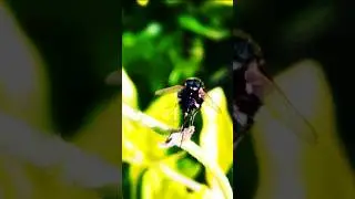 #Bee fly#Cleaning body parts#Ovipositor#Life on earth