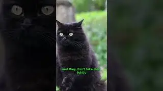 Introducing The Norwegian Forest Cat 😍😍😍#catshorts  #cats  #viralvideo #education #educational